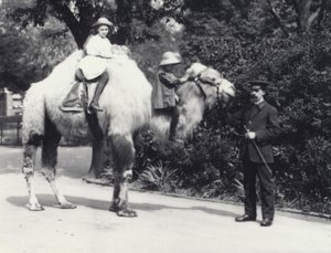Un chameau arabe avec son gardien monté par deux enfants, une fille sur sa bosse et un enfant plus jeune sur son cou, zoo de Londres, mai 1914 - Frederick William Bond